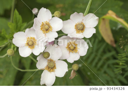 Japanese anemone (Eriocapitella hupehensis) flowers Japanese anemone (Eriocapitella hupehensis) flowers 93434326