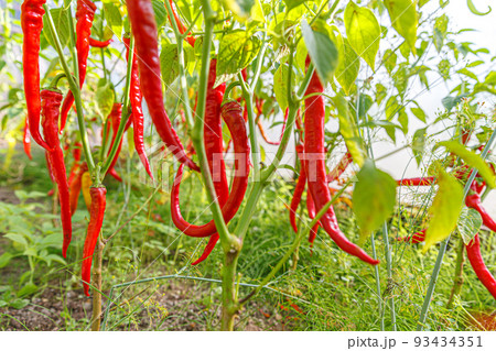 Gardening and agriculture concept. Perfect red fresh ripe organic chili pepper ready to harvesting on branch in garden. Vegan vegetarian home grown food production. Picking hot spicy cayenne pepper 93434351