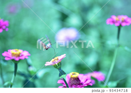 北杜市白州町、百日草の花の間を飛び回り給餌するホウジャクの仲間 北杜市白州町、百日草の花の間を飛び回り給餌するホウジャクの仲間 93434718