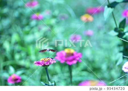 北杜市白州町、百日草の花の間を飛び回り給餌するホウジャクの仲間 北杜市白州町、百日草の花の間を飛び回り給餌するホウジャクの仲間 93434720