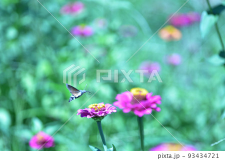 北杜市白州町、百日草の花の間を飛び回り給餌するホウジャクの仲間 93434721