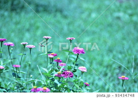 北杜市白州町、百日草の花の間を飛び回り給餌するホウジャクの仲間 93434748
