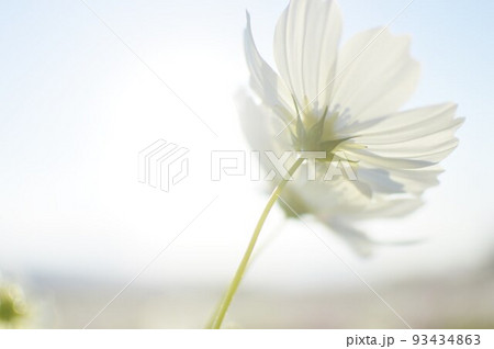 大分県中津三光コスモス園 コスモス 大分県中津三光コスモス園 コスモス 93434863