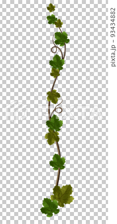 葡萄藤葡萄葉 93434882