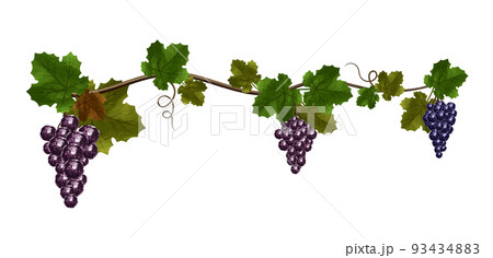 ぶどうのツル　ぶどうの葉　ぶどうの房 93434883