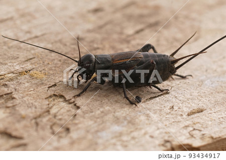 Closeup on the dark black Southern Field cricket, Gryllus bimaculatus sitting on wood Closeup on the dark black Southern Field cricket, Gryllus bimaculatus sitting on wood 93434917