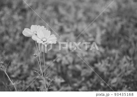 白黒写真コスモス モノクロコスモス 白黒写真コスモス モノクロコスモス 93435168