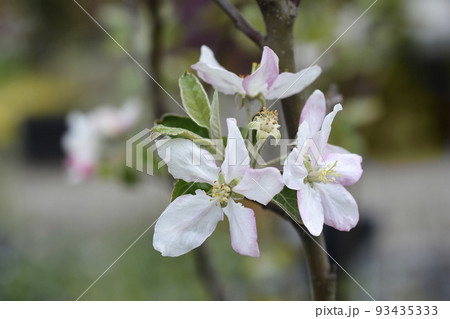 Apple tree Granny Smith Apple tree Granny Smith 93435333