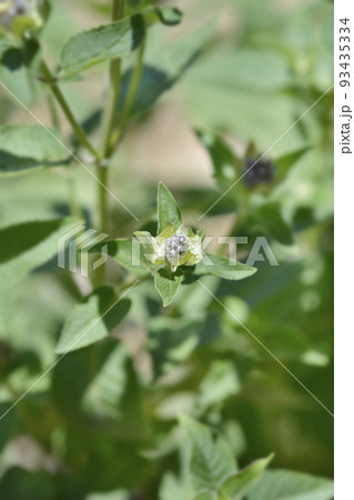 Bee balm Bee balm 93435334
