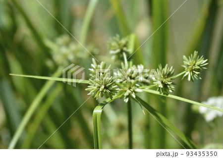 Tall flatsedge Tall flatsedge 93435350