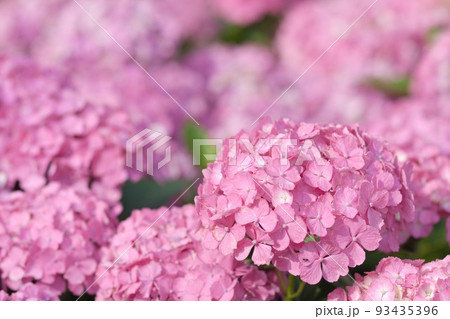 ピンクの紫陽花 93435396