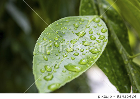 Green lemon leaf with accumulated raindrops. 93435424