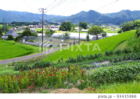 邑南町夏の田園風景 93435966