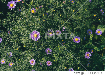 Bush of lilac small asters flowers. Symphyotrichum novi-belgii. Beauty in nature. Copy space 93435994
