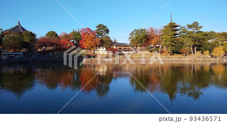奈良公園の紅葉 奈良公園の紅葉 93436571