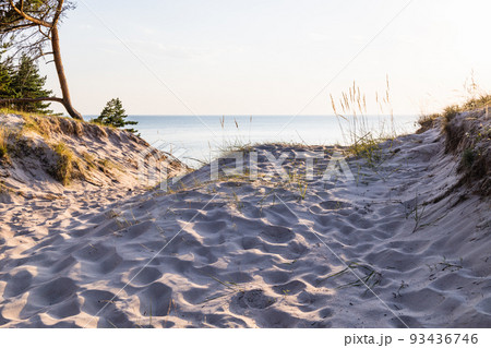 Baltic sea shore with sandy dunes, and pine trees. Typical Baltic sea beach landscape 93436746