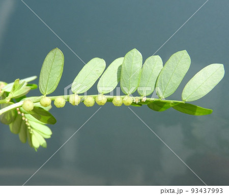 道端や畑に多く見られる雑草「コミカンソウ」 道端や畑に多く見られる雑草「コミカンソウ」 93437993
