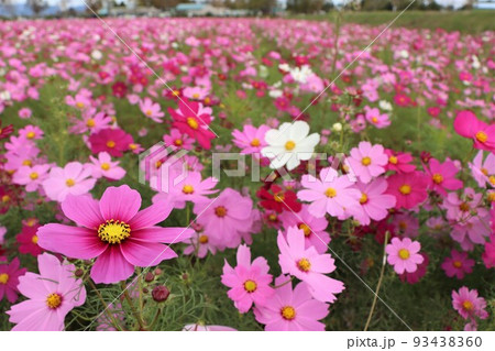 秋を彩るピンク色の鮮やかなコスモス畑 93438360