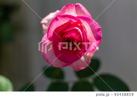 ピンクのバラの花 薔薇 背景 テクスチャ素材 バックイメージ ピンクのバラの花 薔薇 背景 テクスチャ素材 バックイメージ 93438859