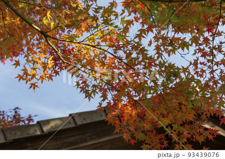 秋の紅葉 秋の紅葉 93439076