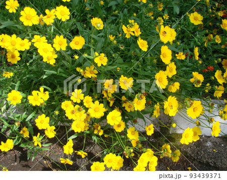 Yellow flowers of dyer's camomile,Anthemis tinctoria. Yellow flowers of dyer's camomile,Anthemis tinctoria. 93439371