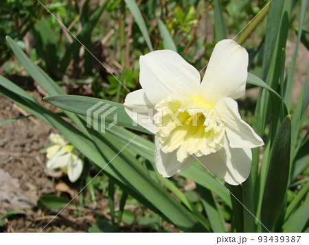 Narcissus flowers flower bed with drift yellow. White double daffodil flowers narcissi daffodils. Narcissus flowers flower bed with drift yellow. White double daffodil flowers narcissi daffodils. 93439387