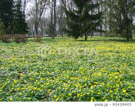 Glade with flowering buttercup Ficaria verna . Spring 93439405