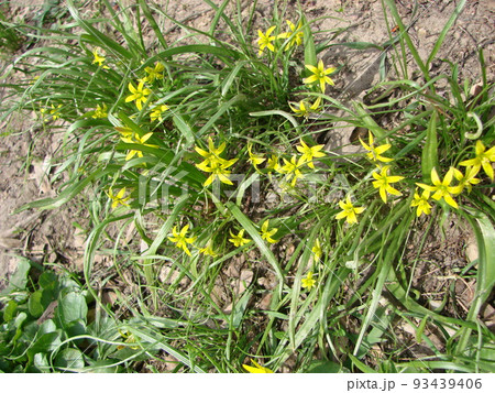 Small flowers of Gagea lutea or goose onions close-up. Yellow Star-Of-Bethlehem spring blooming on sunny day. Small flowers of Gagea lutea or goose onions close-up. Yellow Star-Of-Bethlehem spring blooming on sunny day. 93439406