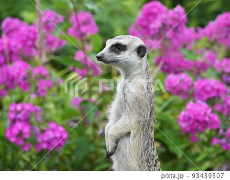 Portrait of a meerkat in natural environment Portrait of a meerkat in natural environment 93439507