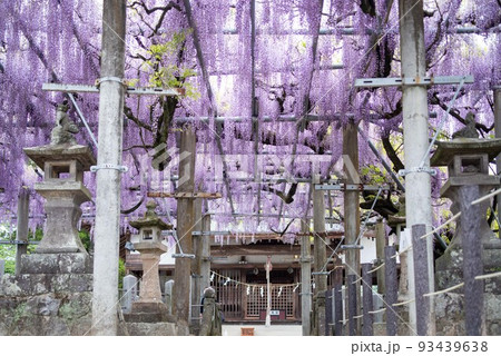 熊本県玉名市山田日吉神社山田の藤 熊本県玉名市山田日吉神社山田の藤 93439638