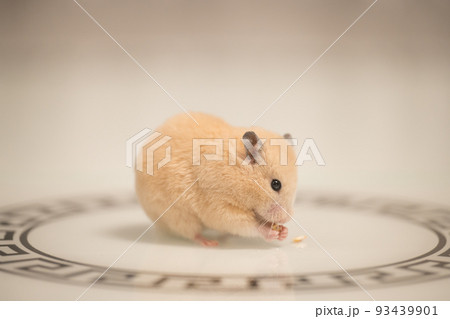 A peach-colored hamster runs across the mirrored table. 93439901