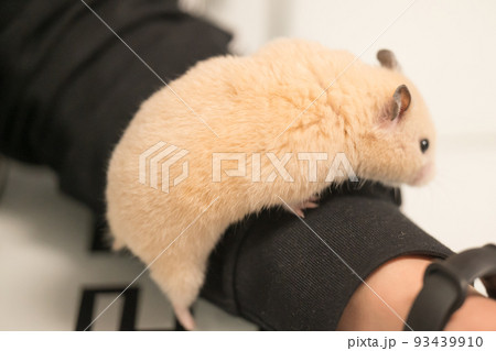 Pet hamster in the hands of a child. 93439910