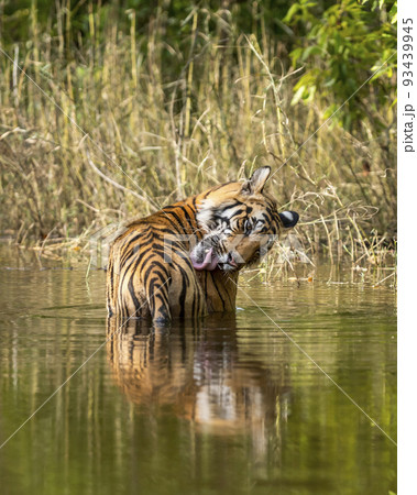 wild male bengal tiger cooling off in water and licking fight wounds by tongue out on forelimb body parts in natural green background during outdoor forest safari at central india - panthera tigris 93439945