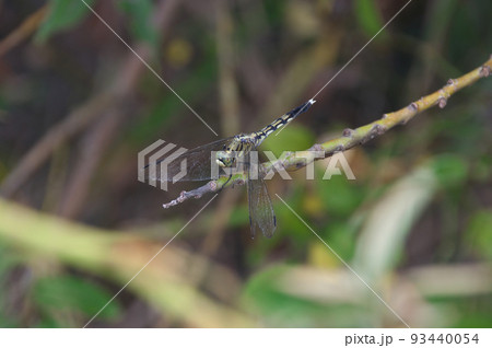 シオカラトンボ 93440054