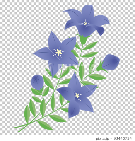 風鈴草,秋草 風鈴草,秋草 93440734