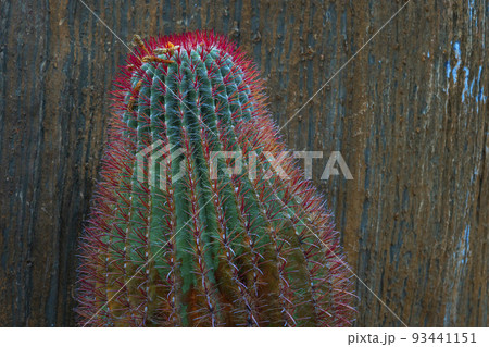 Green Cactus are red thorns 93441151