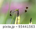 コノシメトンボ　民家の畑にて 93441563