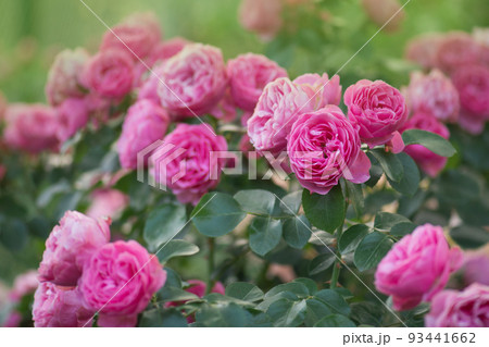 Pink coral blooming roses. Coral rose flower 93441662