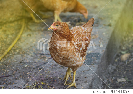 Close up of a free-range chicken Close up of a free-range chicken 93441853