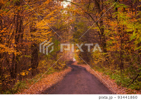 Forest with lots of warm sunshine.  93441860