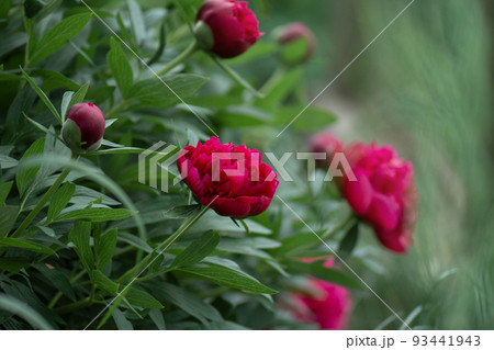 Red peony macro photo. Burgundy peony flower Red peony macro photo. Burgundy peony flower 93441943