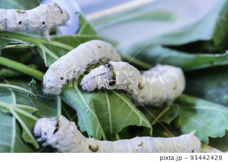 カイコの成長 93442429