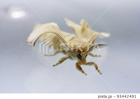 カイコの成長 93442491