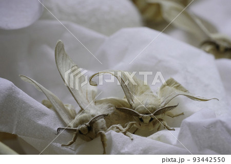 カイコの成長記録 93442550