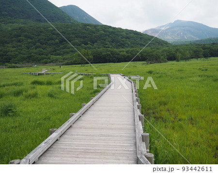 自然広がる長者原自然研究路2 自然広がる長者原自然研究路2 93442611
