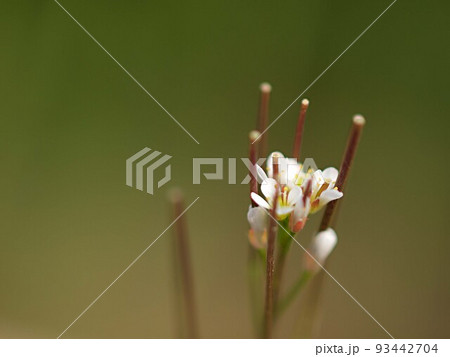 タネツケバナの花のアップ タネツケバナの花のアップ 93442704
