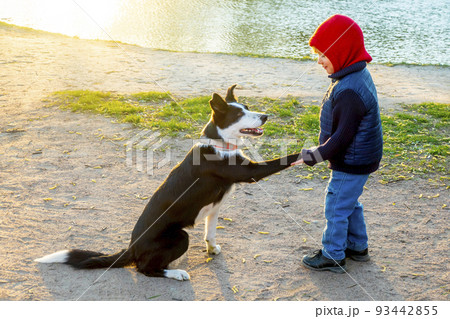cute dog with a boy on the background of the shore 93442855