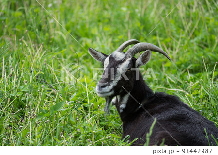 Black goat feeding grass.  Portrait of a black goat. 93442987