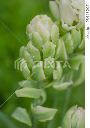 Double tulip Brooklyn Double tulip Brooklyn 93443207