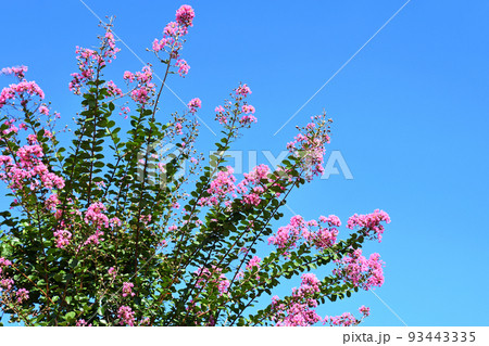 サルスベリの花 サルスベリの花 93443335